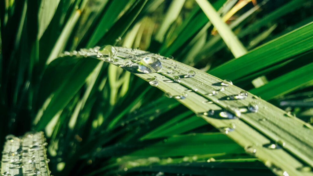 Pandan Leaves