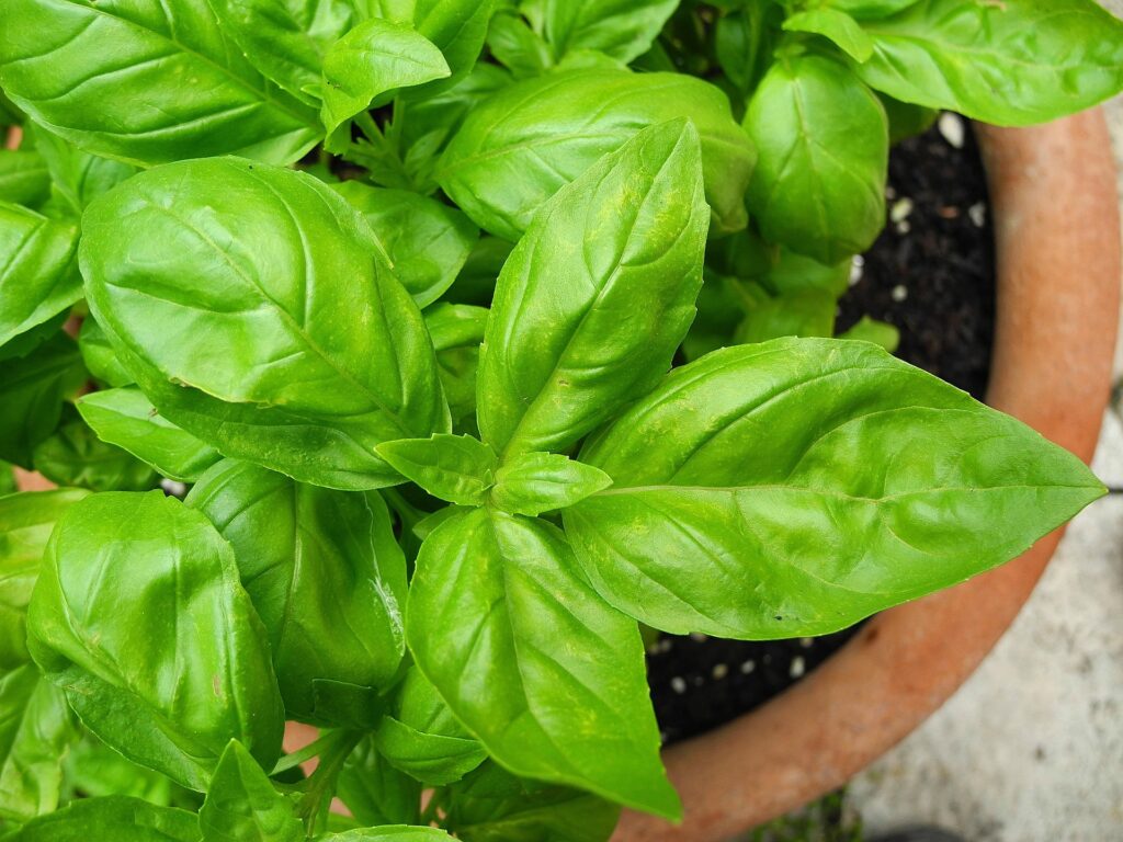 Thai Basil